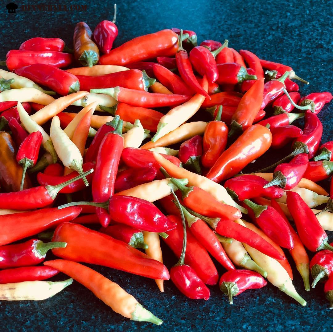 Chillies chillies chillies the harvest continues
